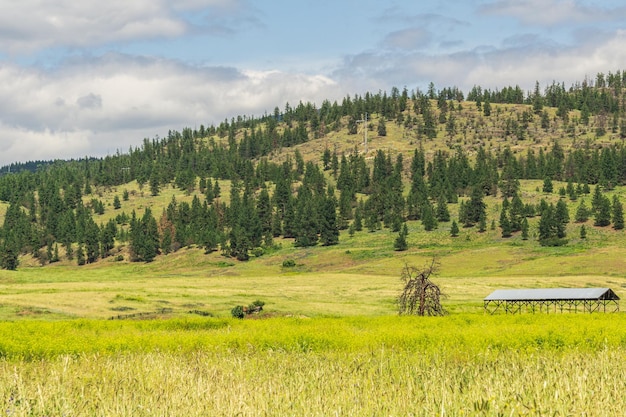 Prairie avec des herbes sauvages et ciel bleu avec des nuages blancs