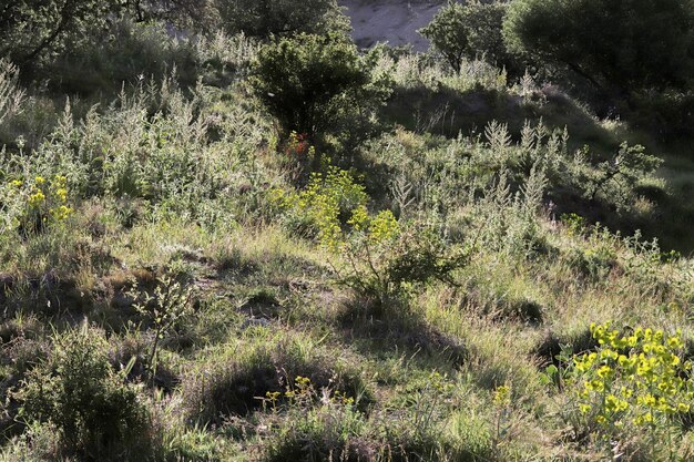 Prairie herbeuse au pied de la montagne