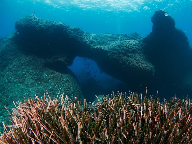 Prairie herbeuse de Neptune Posidonia oceanica dans la mer Méditerranée