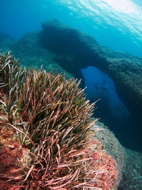 Prairie herbeuse de Neptune Posidonia oceanica dans la mer Méditerranée