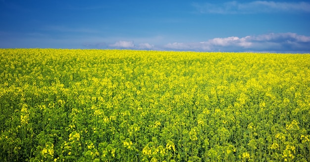 Prairie jaune de printemps.