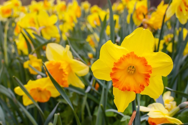 Prairie de jonquille jaune avec des jonquilles en fleurs au printemps
