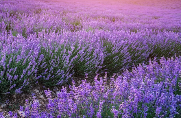 Photo prairie de lavande au coucher du soleil