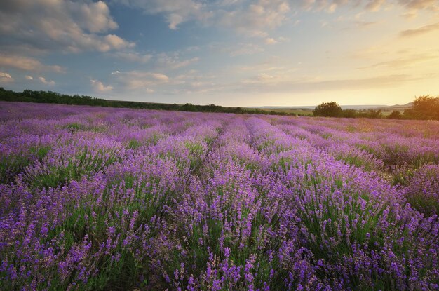 Prairie de lavande Composition nature