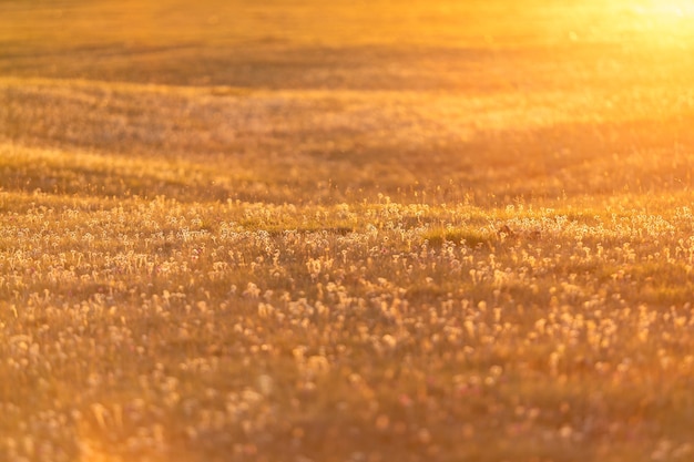 Photo prairie à la lumière dorée du coucher du soleil