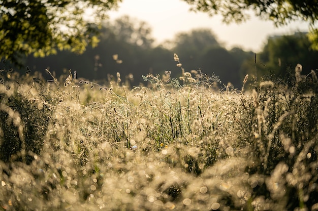 Prairie luxuriante dans la rosée baignée de soleil du matin, faune incroyable