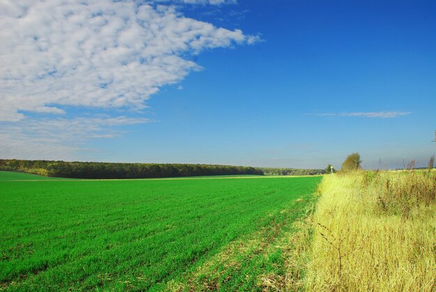 Prairie luxuriante verte et ciel bleu avec des nuages