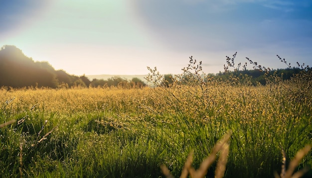 prairie le matin chaud