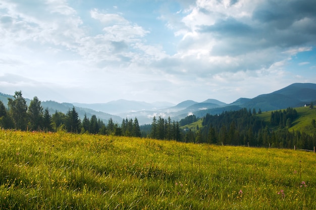 Prairie de montagne d'été