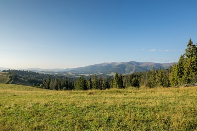 Prairie de montagne avec herbe verte, sentier, forêt et montagnes