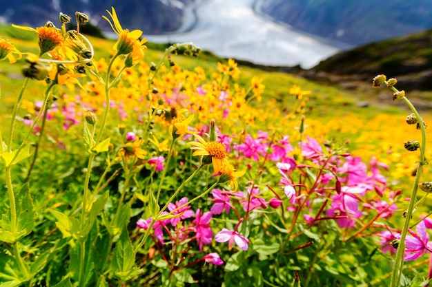 Prairie de montagne en journée ensoleillée