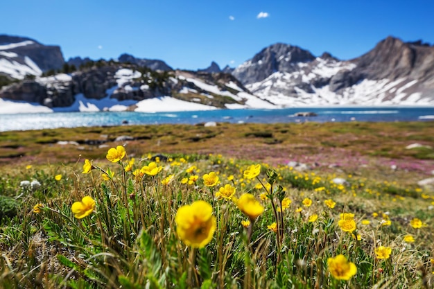 Prairie de montagne par temps ensoleillé Paysage naturel d'été