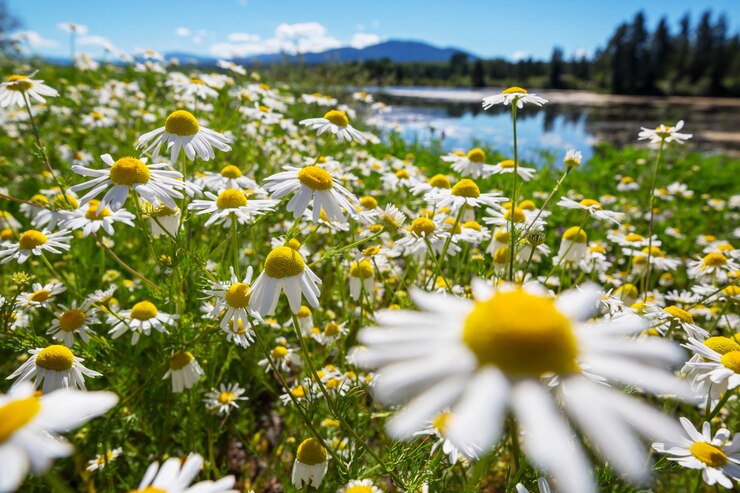 Prairie de montagne par temps ensoleillé Paysage naturel d'été