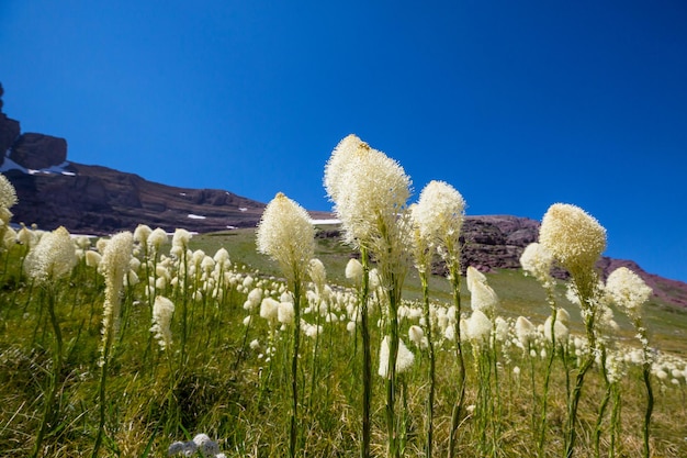 Prairie de montagne par temps ensoleillé Paysage naturel d'été