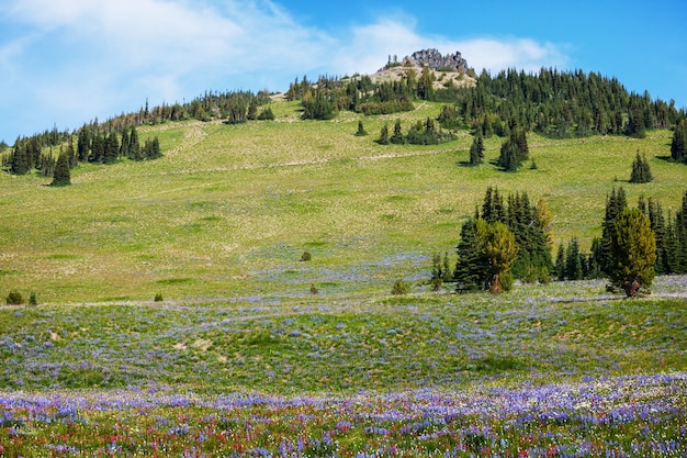 Prairie de montagne