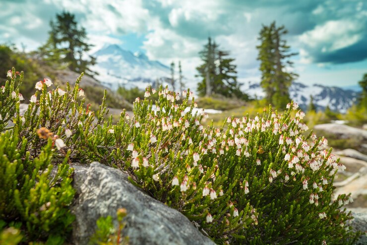 Prairie de montagne