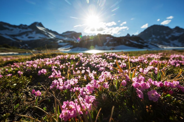 Prairie des montagnes