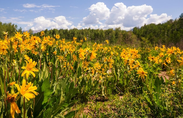 Prairie des montagnes