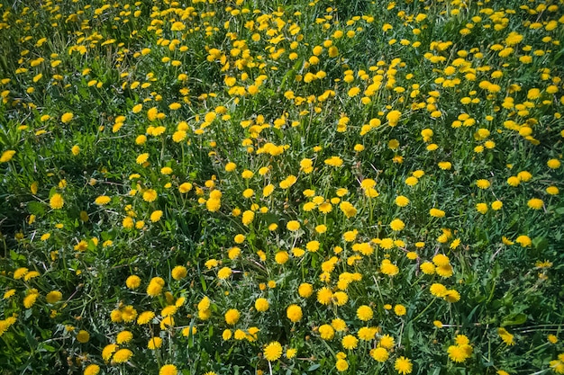 Prairie avec de nombreux pissenlits, belle journée ensoleillée