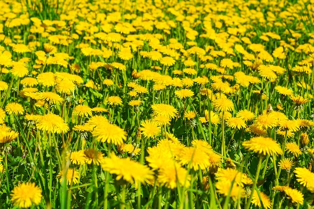 Prairie de pissenlit jaune d'été