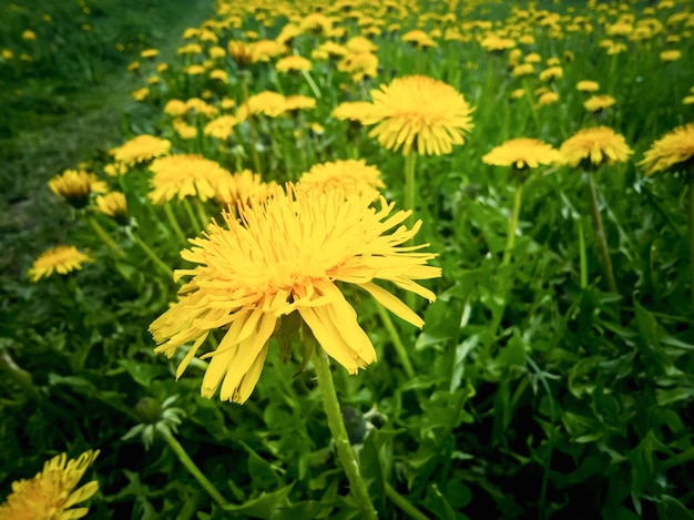 Prairie avec des pissenlits lumineux Fond de printemps floral naturel