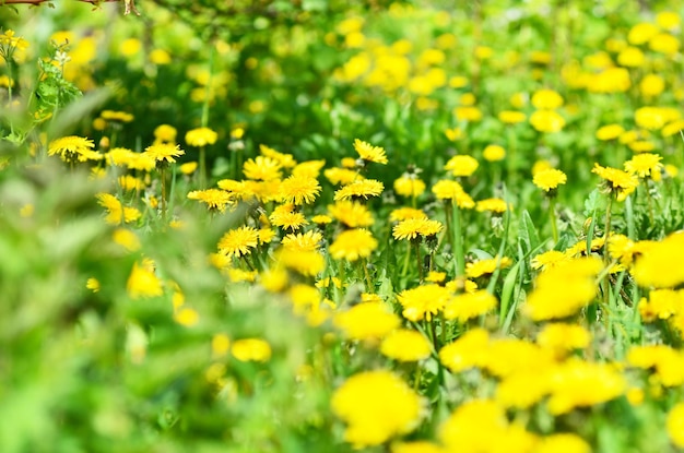 Prairie avec des pissenlits par une journée ensoleillée.