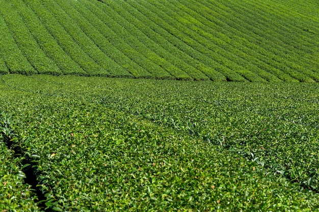 Prairie de plantation de thé