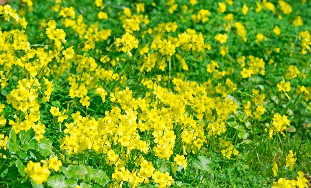 Prairie pleine de fleurs jaunes