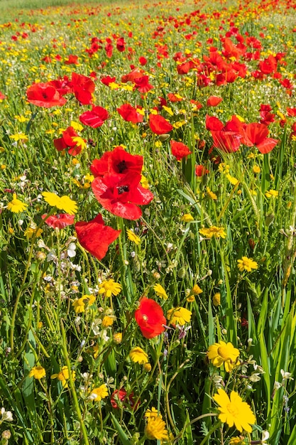 Une prairie pleine de jolis coquelicots rouges et de belles marguerites jaunes au printemps avec un fond de nuages blancs contre le ciel bleu