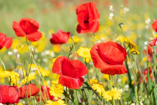 Une prairie pleine de jolis coquelicots rouges et de jolies marguerites jaunes au printemps