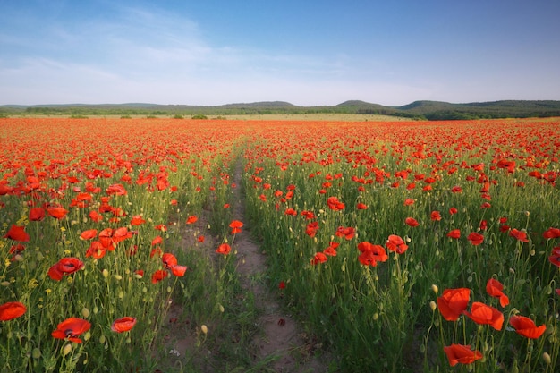 Prairie printanière de coquelicots