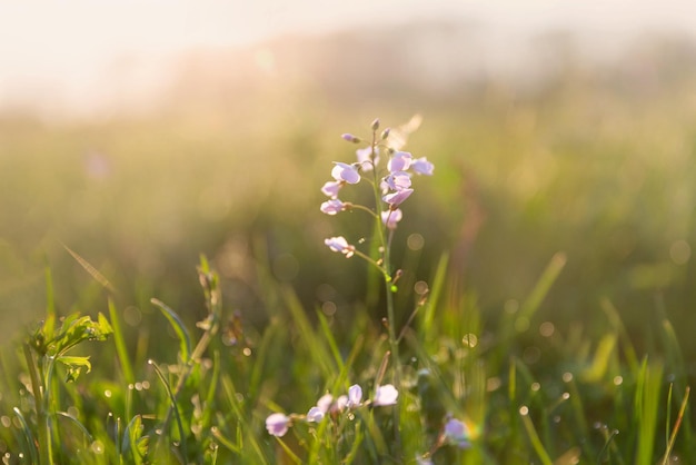 Prairie printanière idyllique au coucher du soleil