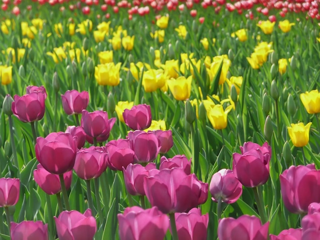 Prairie printanière de tulipes lumineuses