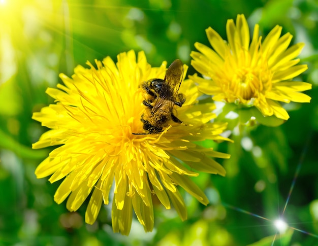 Prairie de printemps - abeille sur pissenlit.