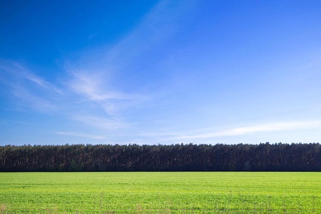 Prairie de printemps et ciel bleu sur le champ d'herbe paysage rural