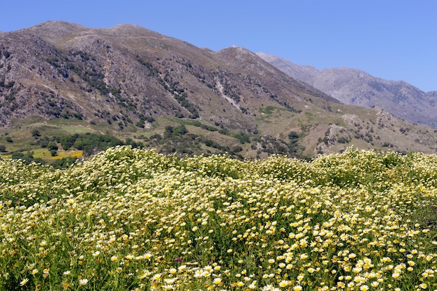 Prairie de printemps dans les montagnes