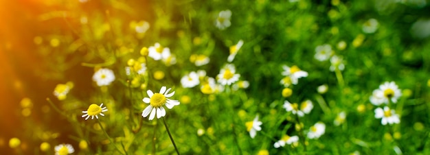 Prairie de printemps avec des fleurs de camomille sur un beau fond avec du soleil et un espace de copie