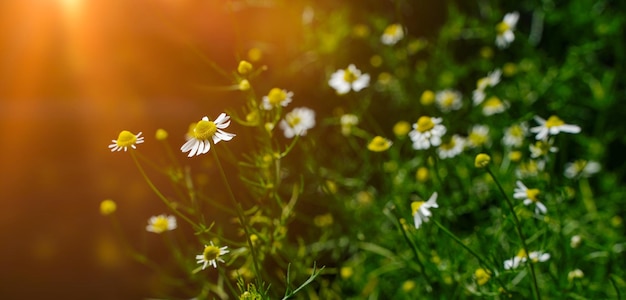 Prairie de printemps avec des fleurs de camomille sur un beau fond avec du soleil et un espace de copie