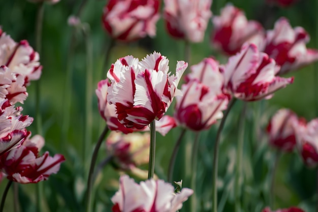 Prairie de printemps avec des fleurs de tulipes rouges avec des rayures blanches fond de pâques saisonnier naturel floral avec espace de copie