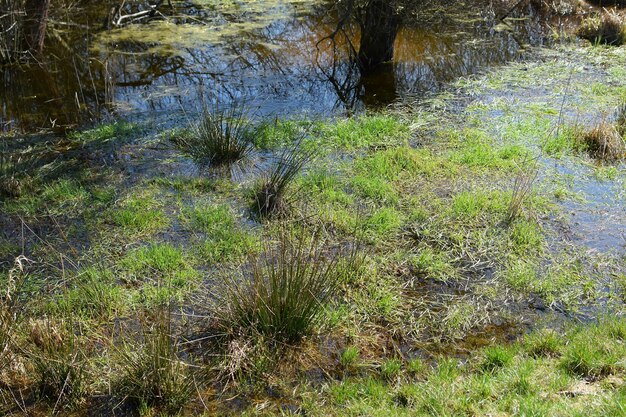 Photo prairie de printemps inondée d'eau par une journée ensoleillée