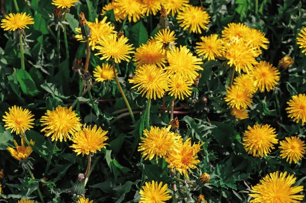 Prairie de printemps avec des pissenlits