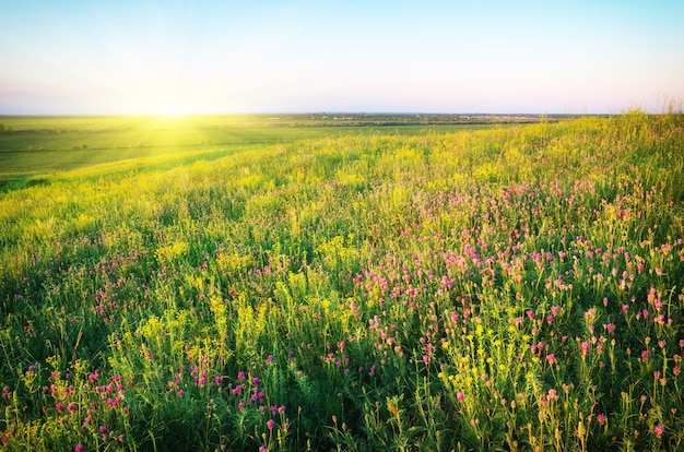 Prairie de printemps