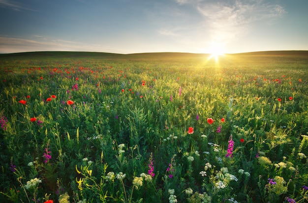 Prairie de printemps