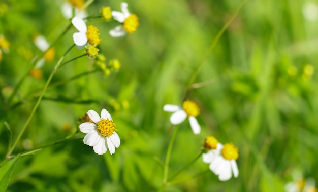 Prairie de printemps.