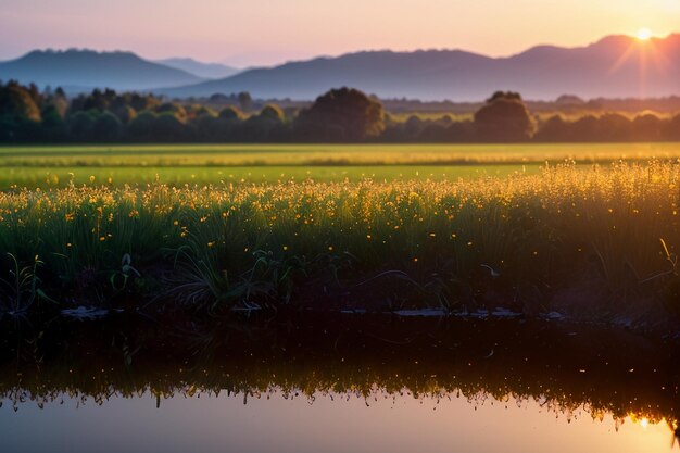 prairie rosée à l'aube lever du soleil coucher de soleil le plus beau fond d'écran de paysage naturel