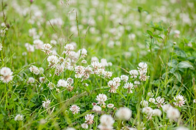 prairie sauvage fleur de trèfle rose dans l&#39;herbe verte dans un champ à la lumière naturelle douce du soleil, saison estivale, ambiance romantique.environnement jour.focus sélectif