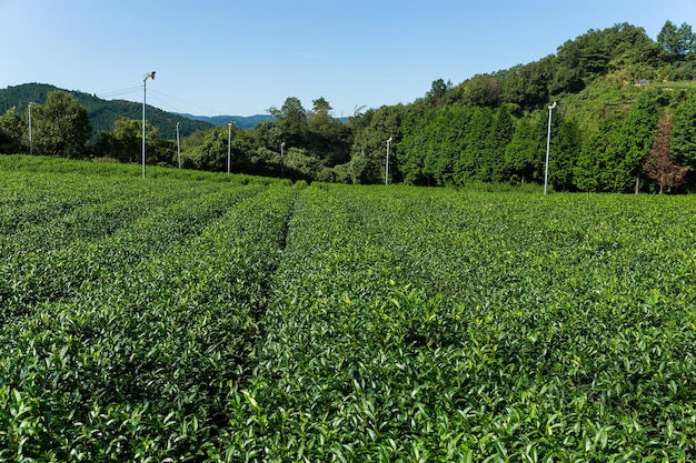 Prairie de thé vert
