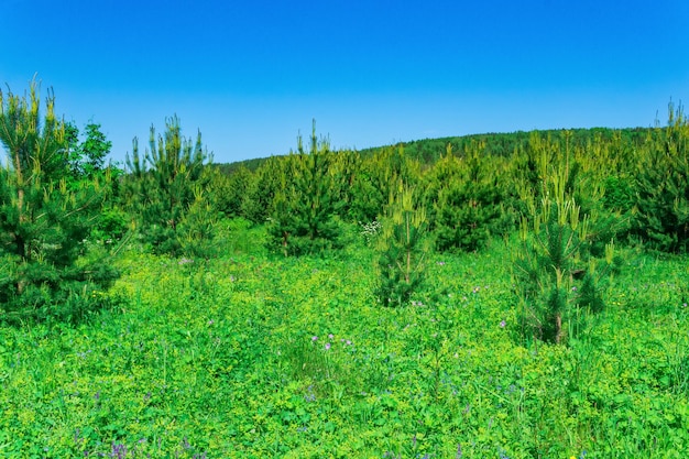 Prairie de transition en fleurs avec de jeunes épinettes