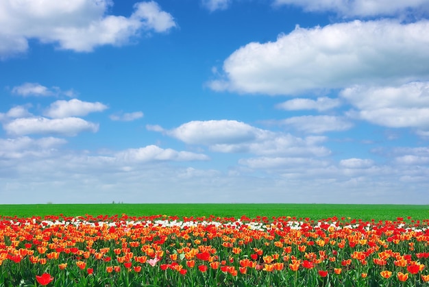 Prairie de tulipes. Composition de la nature printanière.