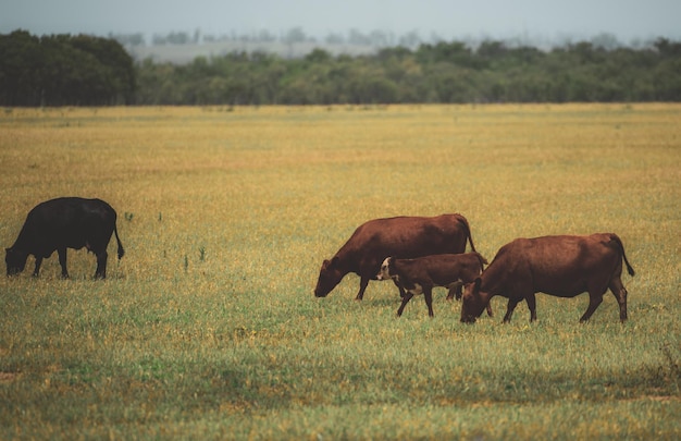 Prairie avec vaches et veaux au pâturage Troupeau de vaches broutant dans un pâturage en été. Mignons petits veaux broutant avec des vaches. Contexte agricole.